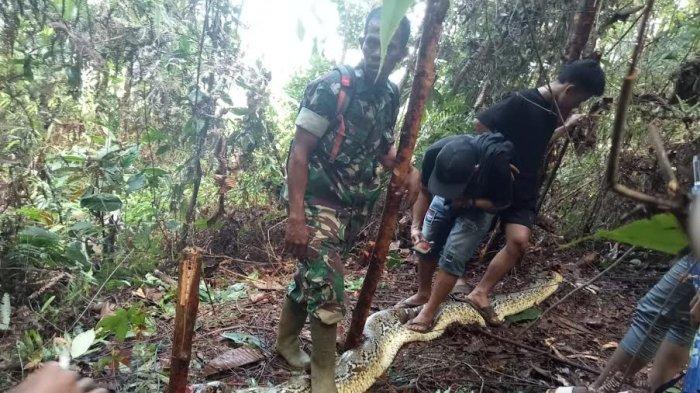 Kronologi Siriati IRT di Siteba Luwu Dimangsa Ular Piton, Ditemukan 5 Meter dari Sendal Korban
Tribun Timur
Potret Warga Desa Siteba, Kecamatan Walenrang Utara, Kabupaten Luwu, Sulawesi Selatan dihebohkan dengan penampakan ular piton sepanjang 10 meter, Selasa (2/7/2024).