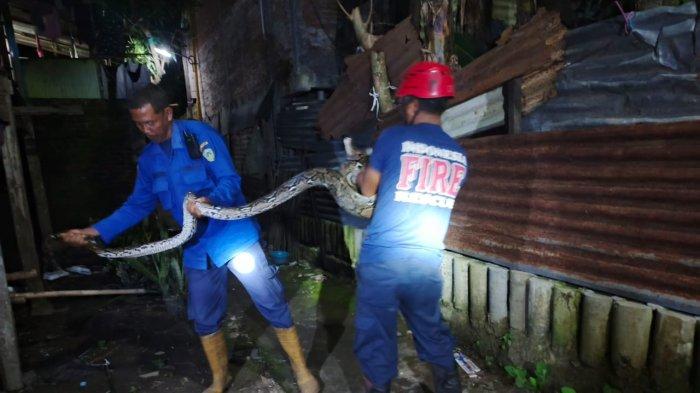 Proses evakuasi ular piton di sekitar Taman Patung Pemuda, Kelurahan Cappa Galung, Kecamatan Bacukiki Barat, Kota Parepare, Kamis (9/1/2025).