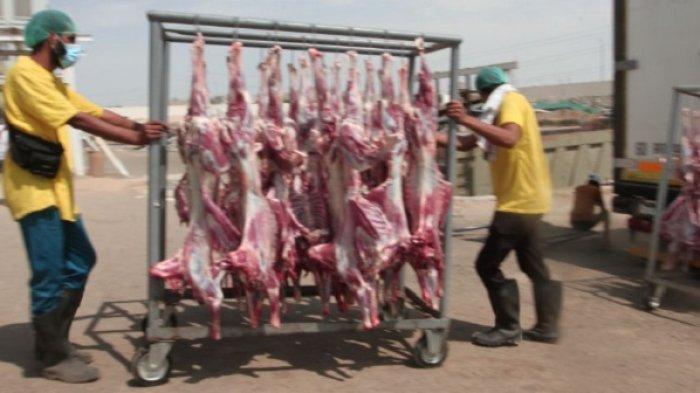Ratusan ribu kilogram daging dari 3.117 ekor kambing kurban dam (hadyu) jamaah dan petugas haji Indonesia, akan dikirim kembali ke Tanah Air.