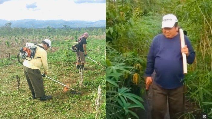 Kolase: Potret Susno Duadji di lahan pertanian miliknya. Susno Duadji dulu bikin heboh saat ditangkap di bandara. Terlebih, dia dikunci di toilet bandara agar tak kabur. Usai bebas, Susno Duaji menggeluti dunia pertanian.