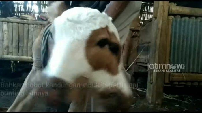 Pemilik sapi berkepala dua sedang memandangi hewannya