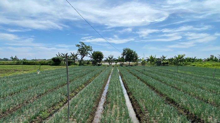 Bawang merah Nganjuk dijual di pasar Kediri