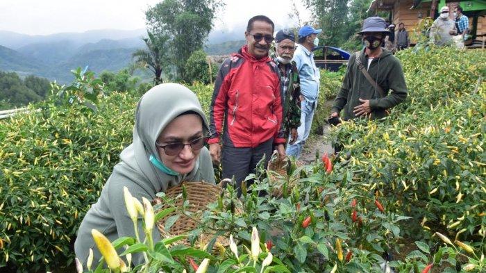 Bupati Luwu Utara, Indah Putri Indriani memetik cabe di Agrowisata Buntu Lemo, Dusun Manganan, Desa Rinding Allo, Kecamatan Rongkong, Kabupaten Luwu Utara, Sulawesi Selatan, Minggu (11/7/2021).