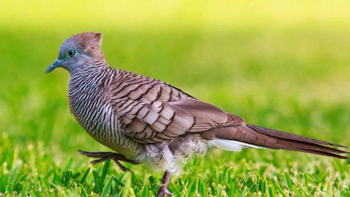Ini 9 Ciri dan Jenis Burung Perkutut yang Bagus Dipelihara, dari Variasi  Suara hingga Songgo Ratu - Tribun-timur.com
