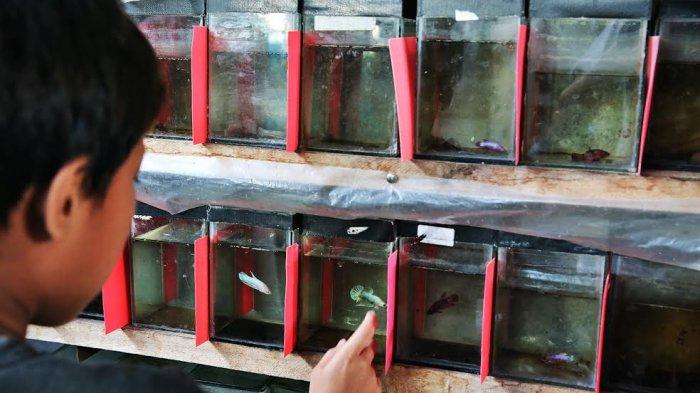 Menyelami Dunia Cupang Online: Panduan Memilih Pusat Penjualan Terbaik