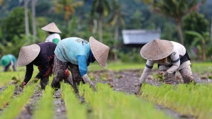 Kementerian Pertanian Pastikan Terus Jalankan Program untuk Majukan