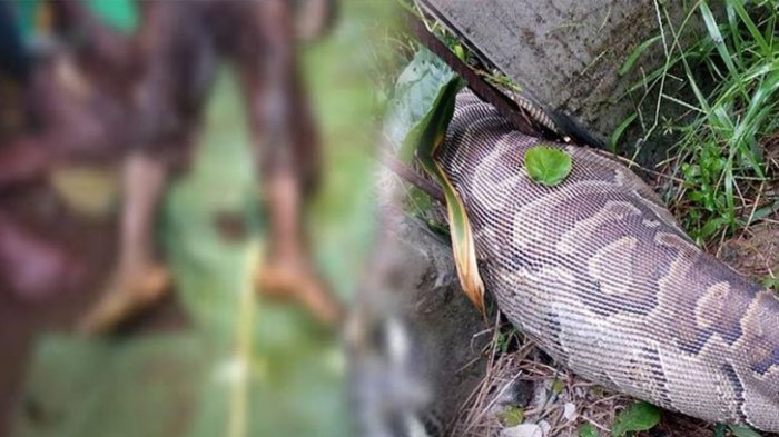 Wa Tiba dimangsa ular Piton di Kabupaten Muna, Sulawesi Tenggara.
