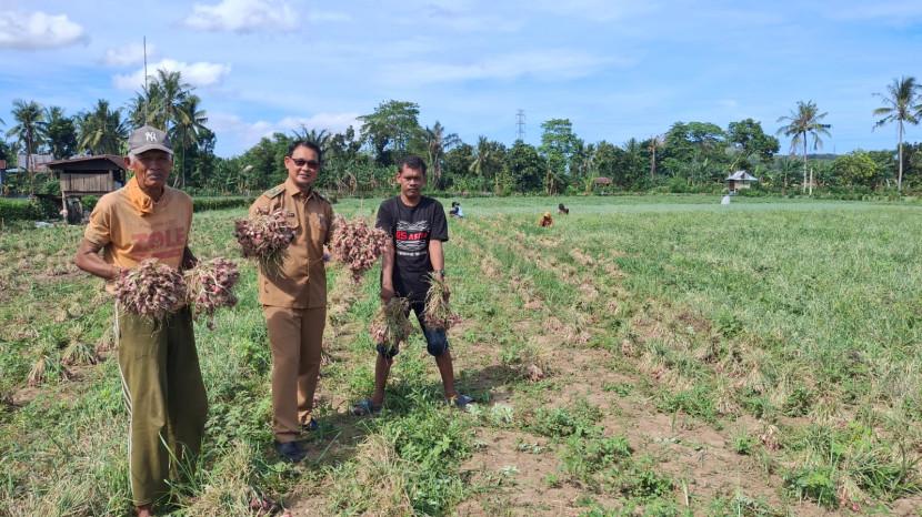 Program TJSL PLN Dorong Petani Desa Lampoko Tingkatkan Hasil Panen Bawang