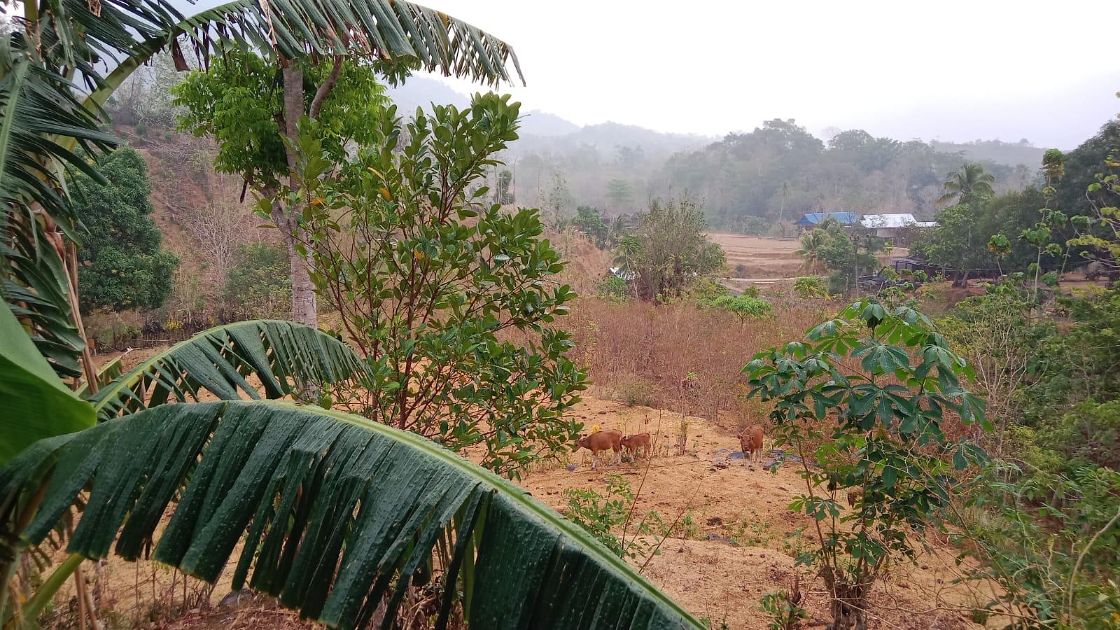 Kemarau Panjang Berakhir, Barru Diguyur Hujan