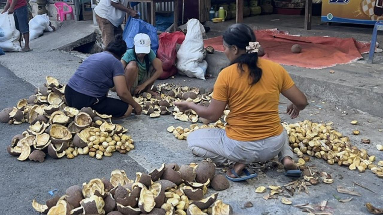 Terkuak! Tiga Wanita Toraja Raup Cuan Megah dari Pamarrasan Alam