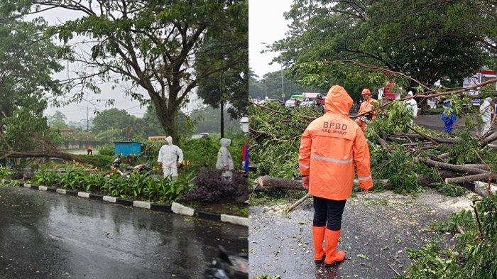 Ada Motor dan Mobil yang Terkena Ranting Pohon Tumbang di Minut Sulut, Begini Kondisi Pengendaranya
