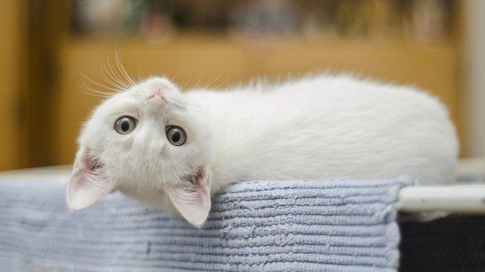 Arti Mimpi Bertemu Kucing Putih, Bisa Jadi Pertanda Keberuntungan atau Peringatan, Ini 5 Tafsirnya
