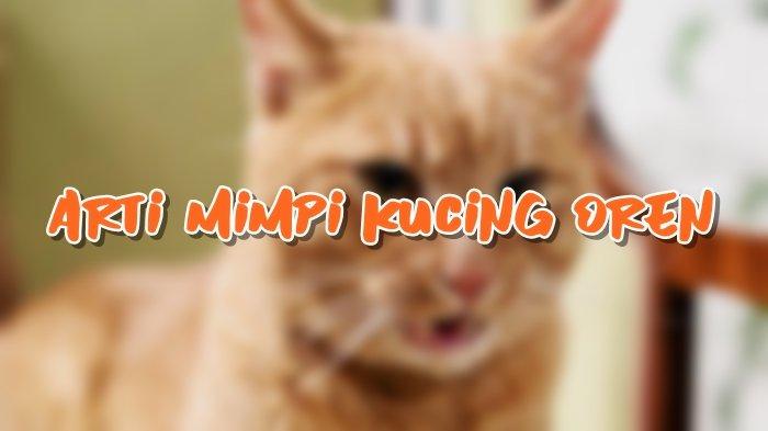 Arti Mimpi Tentang Kucing Oren, Ternyata Bisa Jadi Tanda Peringatan