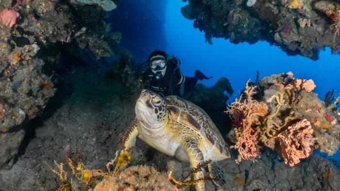 BUNAKEN - Wisatawan menikmati keindahan Taman Laut Bunaken  Liburan di Bobocabin Hills Bunaken yang memiliki 21 kabin ekslusif memberikan sensasi istimewa.
