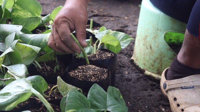 Beragam tanaman hias tersedia di Taman Wali Jalan Ring Road Dua, Kelurahan Kairagi Dua, Kecamatan Mapanget, Manado, Sulawesi Utara, Minggu (12/5/2024).