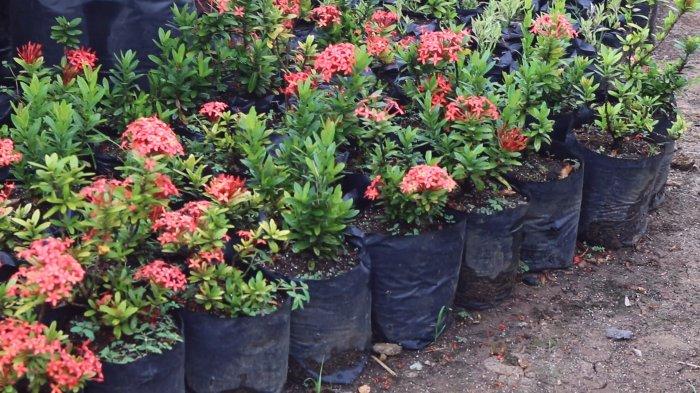 Beragam tanaman hias tersedia di Taman Wali Jalan Ring Road Dua, Kelurahan Kairagi Dua, Kecamatan Mapanget, Manado, Sulawesi Utara, Minggu (12/5/2024).