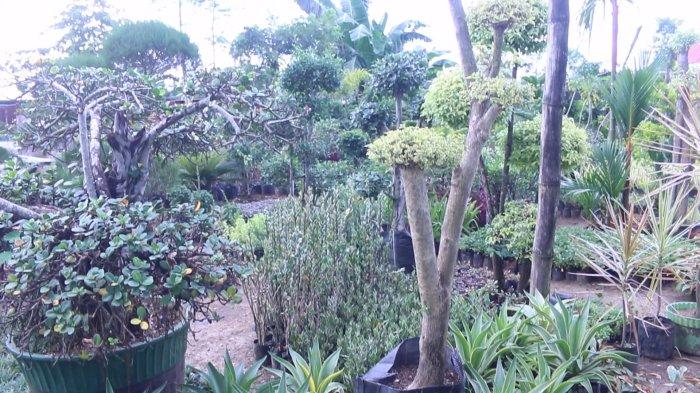 Beragam tanaman hias tersedia di Taman Wali Jalan Ring Road Dua, Kelurahan Kairagi Dua, Kecamatan Mapanget, Manado, Sulawesi Utara, Minggu (12/5/2024).