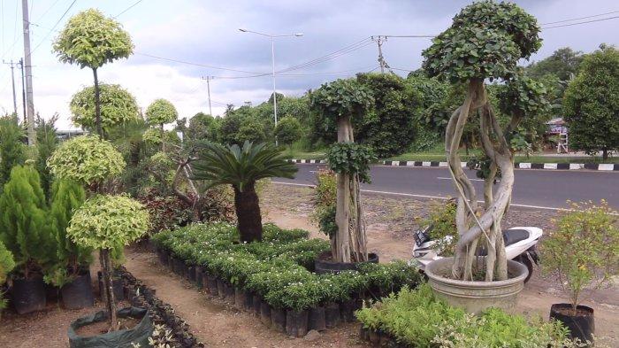 Beragam tanaman hias tersedia di Taman Wali Jalan Ring Road Dua, Kelurahan Kairagi Dua, Kecamatan Mapanget, Manado, Sulawesi Utara, Minggu (12/5/2024).