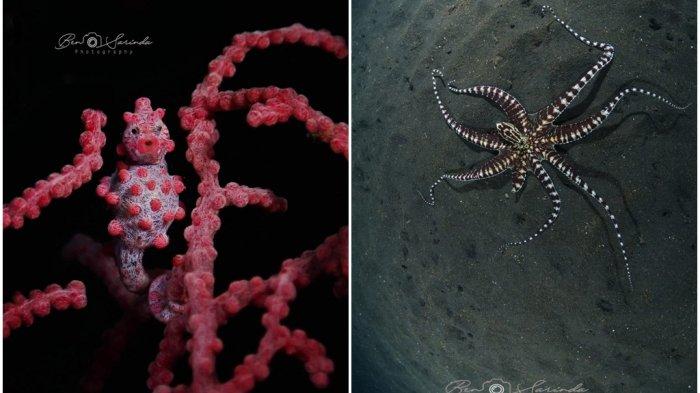 Pygmy seahorse dan Gurita Mimic