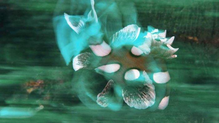 Juvenile sweetlips