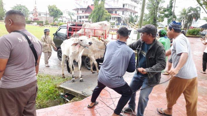 HEWAN KURBAN: Sapi yang akan dikurbankan di Lapangan Tikala Manado Sulut.