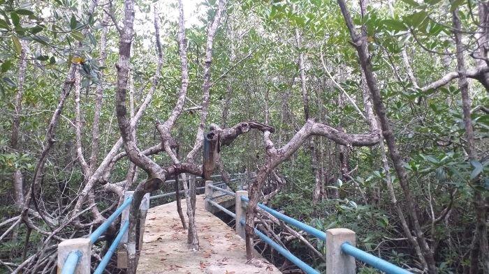 Hutan mangrove Desa Bahoi.