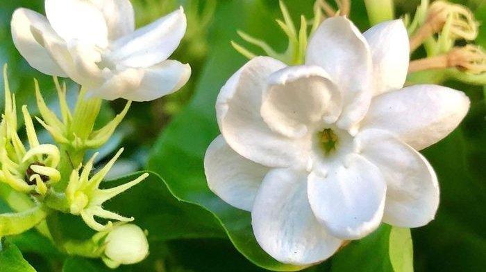 Makna Di Balik Mimpi Melihat Bunga Melati Mekar
