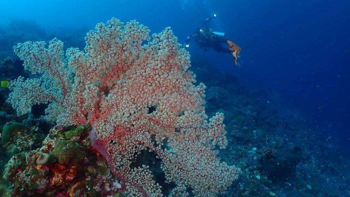 Pesona bawah air Desa Kapitu, Minahasa Selatan, yang ditemukan para penyelam dan fotografer dari APFI Sulut.
