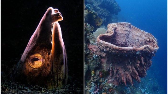 Jenis biota yang ditemukan fotografer bawah laut APFI Sulut di perairan Desa Kapitu, Minahasa Selatan.