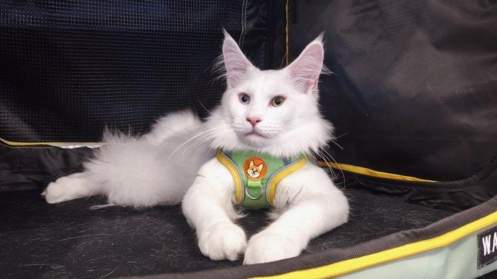 Keseruan kegiatan Cat Lover Gathering Manado Senin (27/1/2025)