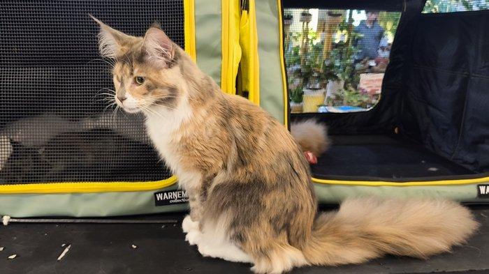 Keseruan kegiatan Cat Lover Gathering Manado Senin (27/1/2025)