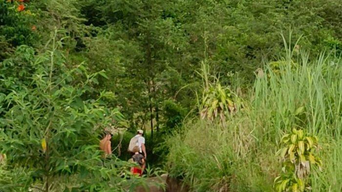 Masyarakat hingga wisatawan mancanegara tampak bebas melakukan Pendakian ke Gunung Lokon
