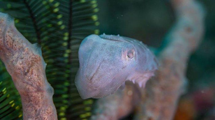 Objek Wisata di Pulau Lembeh Bitung Sulawesi Utara