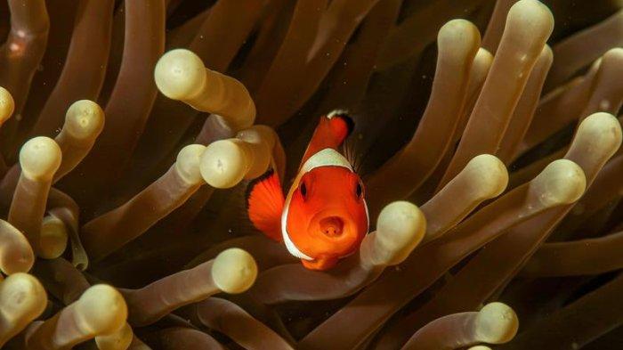 Objek Wisata di Pulau Lembeh Bitung Sulawesi Utara