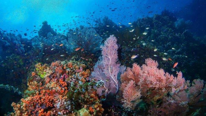 Objek Wisata di Pulau Lembeh Bitung Sulawesi Utara