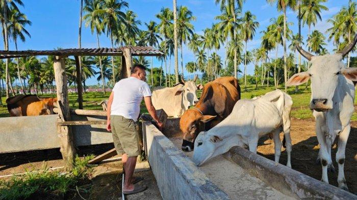 Olly Dondokambey terlihat bersama sapi - sapi peliharaannya di kediamannya Desa Kolongan, Kecamatan Kalawat, Kabupaten Minut, Provinsi Sulut.