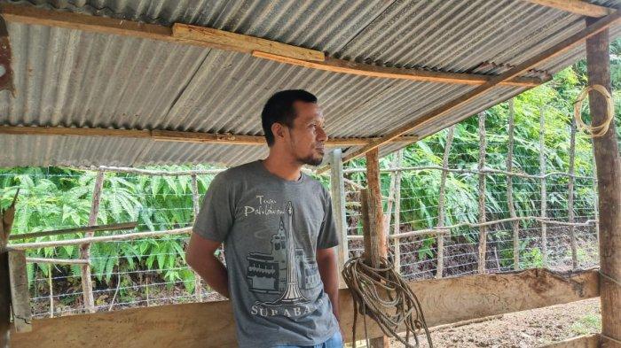 Dedi Suhendri warga Aceh yang beternak kambing, sapi dan kerbau di Desa Lhok Bengkuang Timur, Kecamatan Tapaktuan, Aceh Selatan.