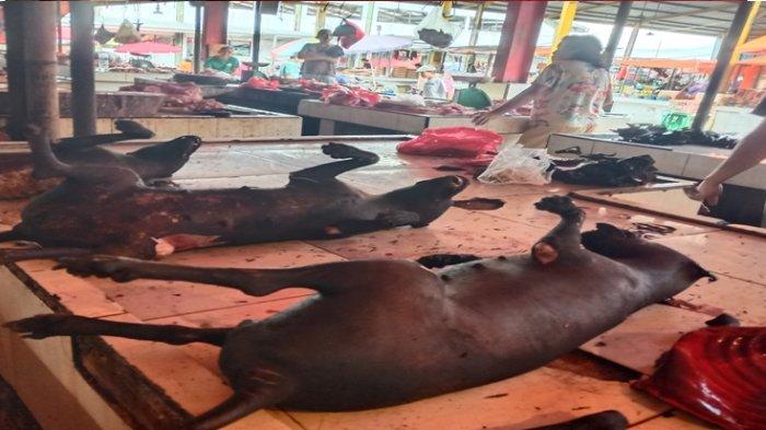 Penampakan daging anjing yang dijual di meja yang sama dengan daging kelelawar di Pasar Tomohon, Sulawesi Utara Sabtu 21 Oktober 2023. Foto Tribunmanado.co.id/Indri Fransiska Panigoro