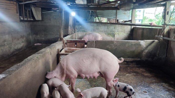 Peternakan babi di Kampung Tubir Pall 2 Manado