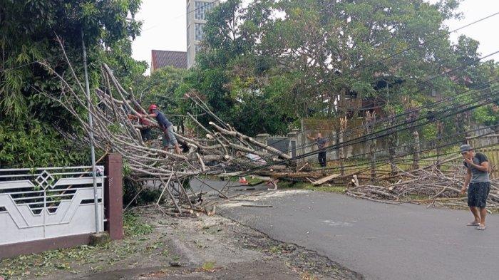 Pohon tumbang di Jalan Krida, Malalayang, Kota Manado, Sulawesi Utara, Minggu (4/8/2024) pagi.