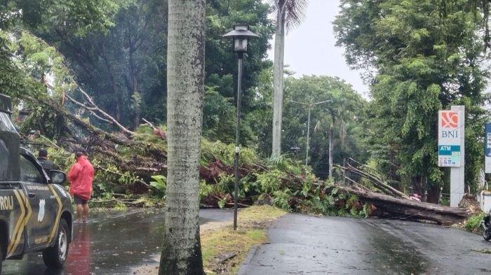 Pohon tumbang di Manado