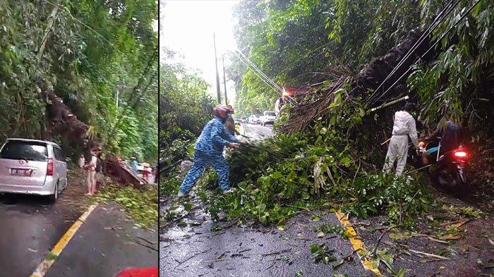 Pohon tumbang di Tanggari, Jalan Airmadidi - Tondano, Minggu 21 Januari 2024.