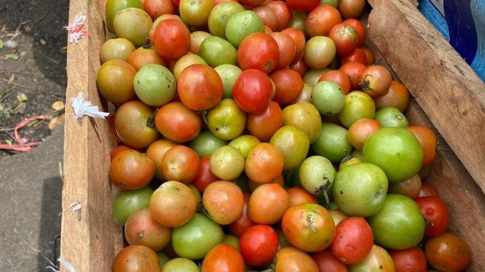 Potret Tomat di Pasar Manado, Sulawesi Utara.