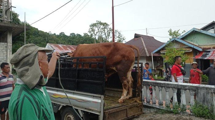 SAPI: Sapi Limosin bernama Arjuna sumbangan Presiden Prabowo Subianto tiba di Tahuna, Kepulauan Sangihe, Sulawesi Utara (Sulut). Sapi seberat hampir satu ton ini akan dikurbankan pada Idul Adha 1446 Hijriah.