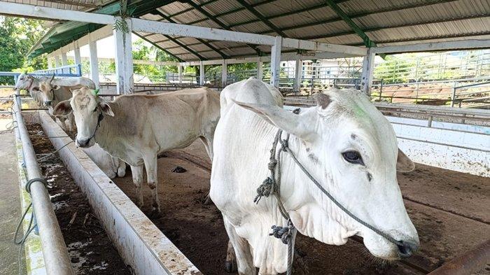 STOK AMAN - Sapi yang akan dikurbankan di Manado. Kadistanak Sulut Nova Pangemanan sebut stok ternak di Sulawesi Utara aman.