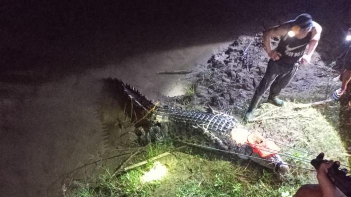 BUAYA - Seekor buaya sepanjang lima meter ditemukan di sungai Tuyung, Desa Tolotoyon, Kecamatan Pinolosian, Kabupaten Bolsel, Sulawesi Utara Rabu 30 Juli 2025.