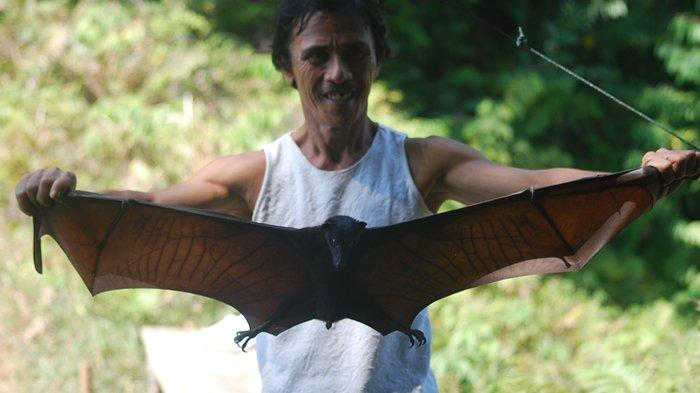 Seorang warga memegang kelelawar hitam (Pteropus alecto). Kelelawar hitam diketahui sebagai salah satu penyerbuk utama bunga durian.