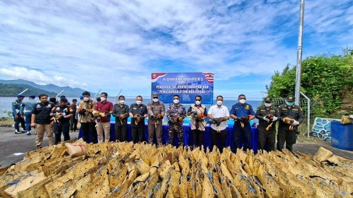 PEMUSNAHAN - Petugas dari TNI AL, Karantina, dan instansi terkait memamerkan ayam ras ilegal asal Filipina yang berhasil disita dalam dua operasi penangkapan di perairan Kepulauan Sangihe. Foto diambil saat konferensi pers pemusnahan barang bukti di Markas Komando Lanal Tahuna, Kamis 3 Juli 2025.