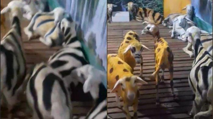 Warga Situbondo Warnai Hewan Ternak, Ini Alasannya