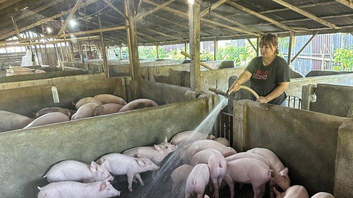 Yolla Piay saat memandikan ternaknya